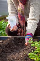 Sowing Pea 'Oregon Sugar Pod', Pisum sativum - Mangetout outdoors, November