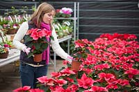 Buying winter houseplants at a garden centre - poinsettia