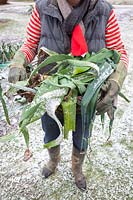 Harvesting leeks in the snow and frost