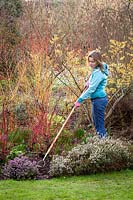 Hoeing in a winter border with mixed cornus and heathers