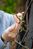 Pruning and tying in a rose on an obelisk
