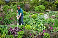 Hoeing weeds amongst bedding in a border