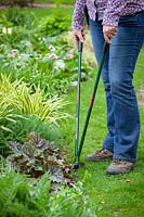 Clipping a lawn edge with long handled shears.
