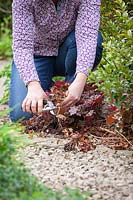 Removing old leaves from a Heuchera to encourage fresh new leaves.