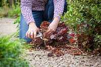 Removing old leaves from a Heuchera to encourage fresh new leaves.