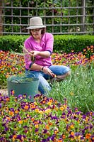 Removing spring bedding - Wallflowers after they have finished flowering.