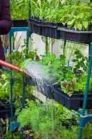 Watering racks of plants in a greenhouse, May