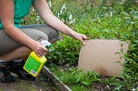 Spraying bindweed in border with weedkiller - using cardboard to protect other plants from overspray, June