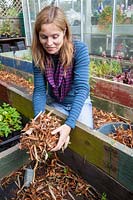 Tidying a coldframe before winter - removing leaves, September
