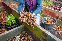 Tidying a coldframe before winter - removing leaves.