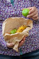Putting unripe tomatoes into paper bag with a banana to encourage ripening, October