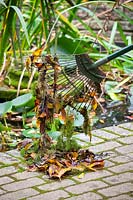 Removing debris, weeds and old leaves from pond with rake and leaving on the side for wildlife to escape, October