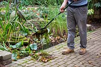 Removing debris, weeds and old leaves from a pond  with a rake and leaving on the side for wildlife to escape