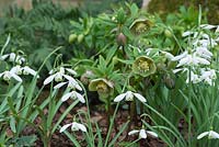 Galanthus 'Magnet growing with ferns and Hellebores. February.
