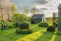 View of garden in late afternoon sunshine. Yew and Box topiary, combined greenhouse and shed, birch and wild cherry trees. April.