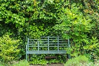Small town garden in spring with ivy clad boundary fence Paeonia lutea and wrought iron garden seat. April.