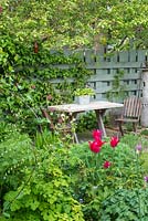 Small town garden in spring. Rustic table with Auriculas in container, lily flowered Tulips. painted fence. April.
