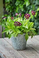 Auriculas in ornamental pot on rustic wooden garden table. April.