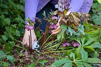 Cutting back old hellebore foliage in early spring to reveal flowers, March