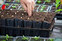 Sowing sweetcorn seeds into module trays