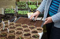 Sowing hardy annuals in module trays in a greenhouse. Agrostemma - Corncockle.