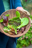 Basket of freshly harvested salad leaves. April