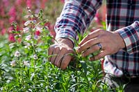 Taking stem cuttings from tender perennials - Penstemon. Collecting suitable material with a knife, September.