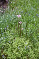 Tall stems of Primula denticulata stand out amongst ferns and English bluebells, Scilla non-scripta or Hyacinthoides non-scripta, in High Beeches Garden.