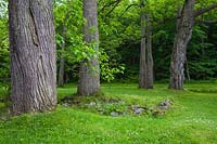 Juglans nigra - Black Walnut trees on green grass lawn in late spring, Domaine Joly-De Lotbiniere Estate Garden, Sainte-Croix, Chaudiere-Appalaches, Quebec, Canada