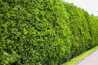 Thuja occidentalis - Cedar tree hedge bordered by green grass lawn and asphalt road in summer, Quebec, Canada