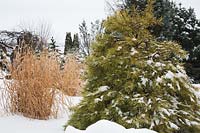 Pinus mugo - Mugo Pine tree, Miscanthus - Ornamental grass plants in backyard country garden in winter, Les Jardins de la Vieille Mansarde garden, Quebec, Canada. 