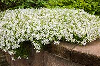 Phlox Subulata 'White Delight' on top of brown stone wall in late spring, Quebec, Canada. 