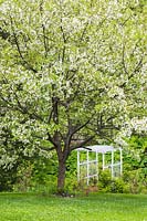 Malus domestica - Common Apple tree in bloom and white painted wooded arbour in backyard garden in spring, Le Jardin de Francois garden, Quebec, Canada. 