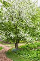 Malus domestica - Common Apple tree in bloom underplanted with Hosta 'Royal Standard' and mulch path in backyard garden in spring, Le Jardin de Francois garden, Quebec, Canada. This image is property released. CUPR0208
