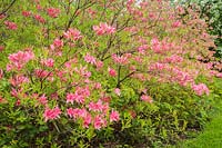 Pink Rhododendron 'Rosy Lights' shrub in mulch border in spring, Quebec, Canada