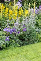 Yellow and blue bed with Eryngium bourgatii, Campanula lactiflora 'Pritchards Variety', Verbascum chaixii, Clematis Geranium and Lysimachia punctata, July