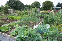 Allotment with vegetable beds, August