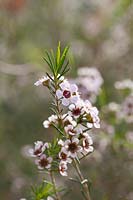 Chamelaucium uncinatum - Geraldton waxflower, September