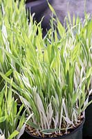 Hordeum vulgare Tabby, Cat Grass - Barley, April