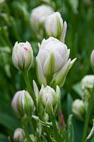 Tulipa Gerard - Tulips, April