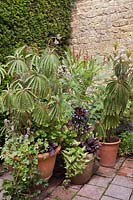 Begonia luxurians, Aeonium arboreum 'Zwartkop', Pelargonium 'Lord Bute' and Osmunda regalis in terracotta pots in corner by yew hedge and stone wall - July