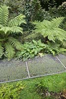 Metal grid peremeable paving in an all green shady garden with Elaeagnus x ebbingei and Dicksonia antarctica- June