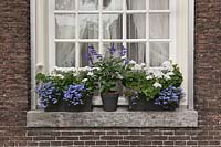 Window arrangement of Salvia guaranitica, lavender, white pelargoniums and trailing lobelia - June, Amsterdam, Netherlands  