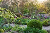 Spring borders with a garden path leading through. Planting included box topiary, Euphorbia characias subsp. wulfenii, Helleborus orientalis, Hyacinthoides hispanica, tulips and early perennials.