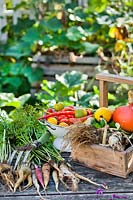 Freshly harvested vegetables: mixed varieties of tomatoes, celery, courgettes, carrots and peppers.