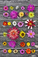 Cut flowers of perennials and annuals on wooden table: Dahlia, Zinnia, Rudbeckia triloba, Cosmos, Helianthus and Chrysanthemum.
