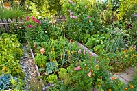 Mixed planting of vegetables, herbs and flowers in summer kitchen garden. Lettuces, leeks, Lavandula  angustifolia, peppers, chives, savory, Salvia nemorosa, Carrots, Tagetes patula - French marigolds, Dahlia and Verbena bonariensis.