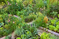 Mixed planting of vegetables, herbs and flowers in summer kitchen garden. Lettuces, leeks, Lavandula angustifolia, peppers, chives, savory, Salvia nemorosa, carrots, Tagetes patula - French marigolds, Dahlia and Verbena bonariensis.