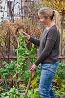 Woman harvesting celery in November.