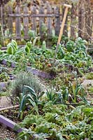 Vegetable bed in November with  leeks and carrots